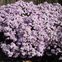 Aster (Symphyotrichum) 'Little-Ness'